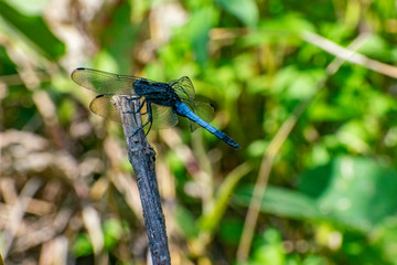 dragonfly on green leaf