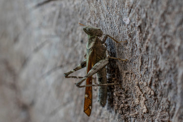 grasshopper on a background