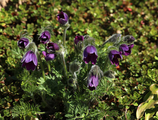 Küchenschelle Pulsatilla Vulgaris