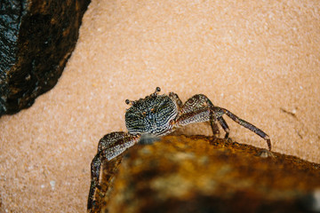Sri Lankan blue crab hiding on the rocks at low tide or high tide. Crab habitat