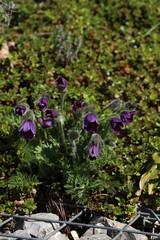 Küchenschelle Pulsatilla Vulgaris