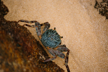 Sri Lankan blue crab hiding on the rocks at low tide or high tide. Crab habitat