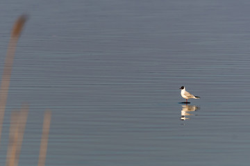 Seagull standing on a rock by seaside