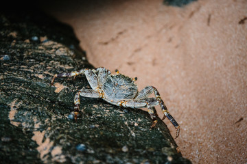 Sri Lankan blue crab hiding on the rocks at low tide or high tide. Crab habitat