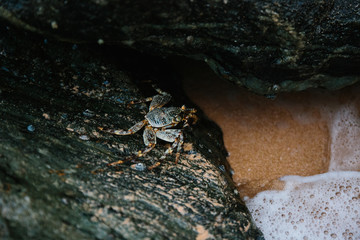 Sri Lankan blue crab hiding on the rocks at low tide or high tide. Crab habitat