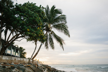 Obraz premium Tropical Sri Lankan beach with coconut trees at sunrise