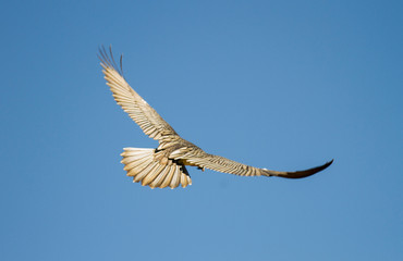 Bearded Vulture on its back