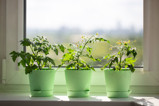 Bushes of cherry tomatoes grow in flower pots on the windowsill. Potted tomatoes on window. Kitchen garden.