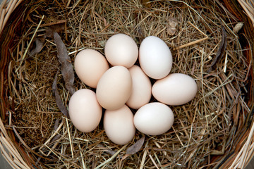 Spring - Fresh Eggs in Nest