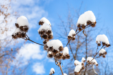 capitula of burdock close-up covered by fresh snow
