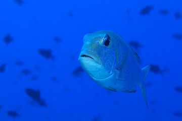 Bigeye emperor fish