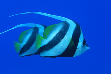 Fototapeta na wymiar Longfin bannerfish