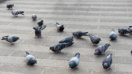 Obraz premium There are dozens of pigeons on the ground. They are eating, fighting, making love and living together.