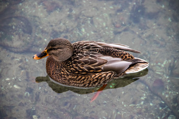 A duck swims in a lake in Trakai in Lithuania