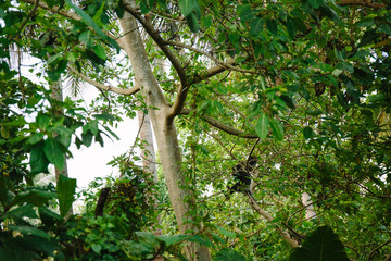 
Family of wild monkeys of the breed Trachypithecus vetulus on the branches of a tropical tree in Sri Lanka