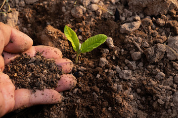 Close up hand and growing plant,Hand with young plant growing in soil on the morning.Small plants on the ground in spring,ecology,nature,Photo fresh and Agriculture  concept idea.