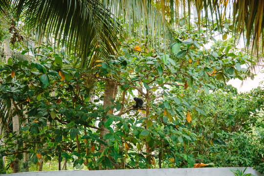 
Family of wild monkeys of the breed Trachypithecus vetulus on the branches of a tropical tree in Sri Lanka