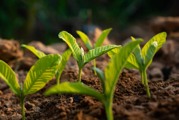 Growing plant,Young plant in the morning light on ground background, New life concept.Small plants on the ground in spring.fresh,seed,Photo fresh and Agriculture  concept idea.