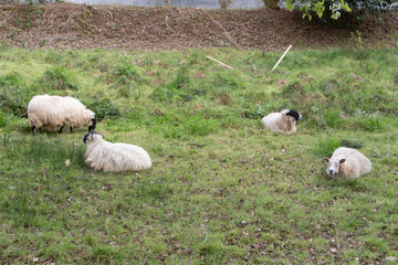 Sheep grazing and lying in a field