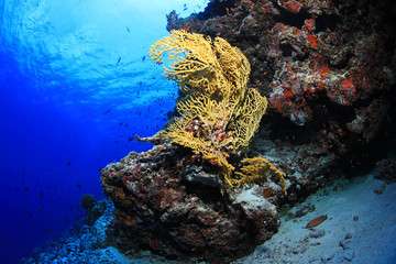 Fototapeta na wymiar Yellow Gorgonian sea fan coral underwater in the coral reef