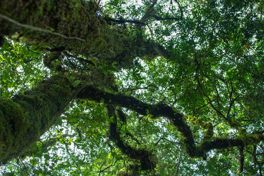 parque nacional Alerce costero, ubicado en Chaiguin, regi&oacute;n de los lagos, Chile.
