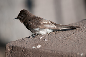 Black Phoebe