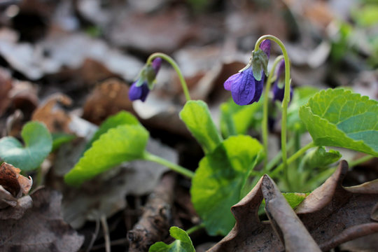 Little purple spring violet flowers (viola reichenbachiana) on forest lawn. Early Dog-violet flowers in the garden. Natural floral background 