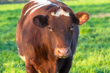 Portrait d'une vache laitière dans un champ à l'herbe verte en France