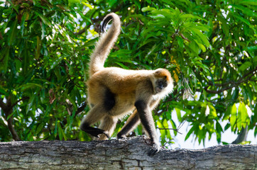 singe