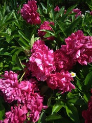 pink flowers in the garden