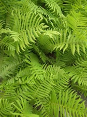 green fern leaves, summer vibes