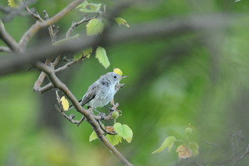 Blue-gray Gnatcatcher