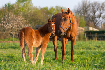Fototapeta premium Un poulain et une jument dans un champs à l'herbe verte au printemps