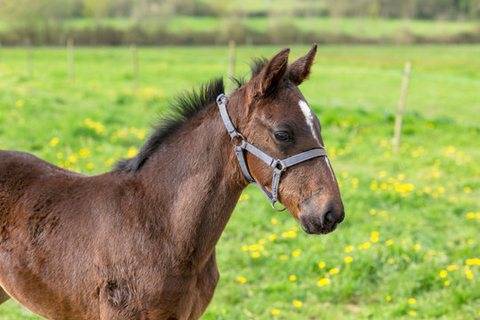 Un poulain avec un licol dans un champ au printemps