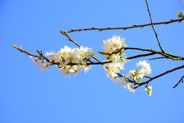 Spring apple blossom against bright blue sky