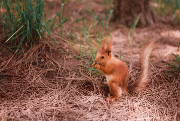 squirrel in the forest