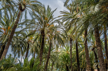 Fototapeta na wymiar Palm trees in the palm grove of Elche, Spain