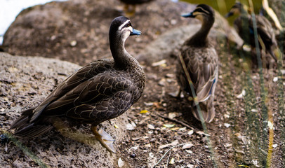 Fototapeta premium Duck looking at other ducks