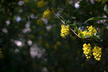 Flowering Thunberg's barberry or Berberis thunbergii. Cultivar with red leaves and yellow flowers