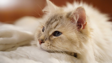 Naklejka na ściany i meble kot syberyjski - piękny rasowy