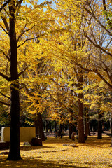 Yellow trees on sunny day in the park