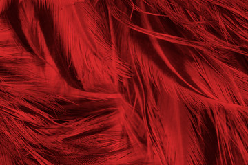 Beautiful dark red maroon feather pattern texture background