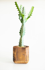 Design pots and plants that are home decorations