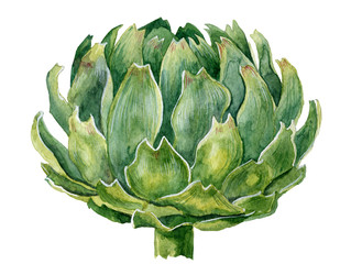Fototapeta premium Watercolor green artichoke