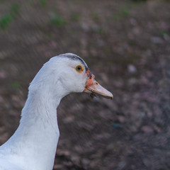 White colored duck head