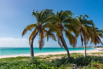 Fototapeta na wymiar Palm trees and Caribbean sea