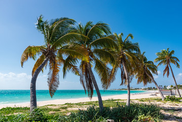 Fototapeta na wymiar Palm trees and Caribbean sea
