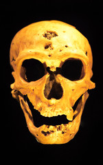 Crâne humain au Musée de l'Homme de Paris