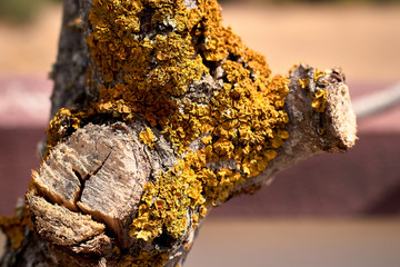 Old trunk