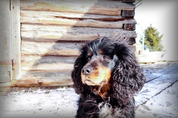 Black shaggy dog with a brown nose sits in the snow on a background of a wooden house